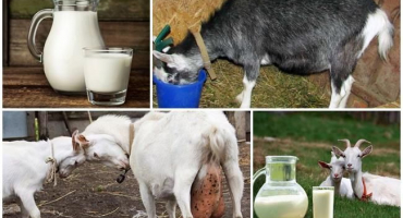 Proč kozí mléko někdy chutná hořce a jak problém vyřešit, prevence